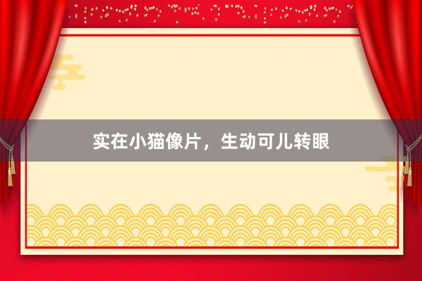 实在小猫像片，生动可儿转眼